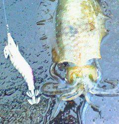 今年初南紀エギング遠征！ 雨の串本でキッチリとアオリ捕獲成功