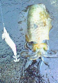 今年初南紀エギング遠征！ 雨の串本でキッチリとアオリ捕獲成功