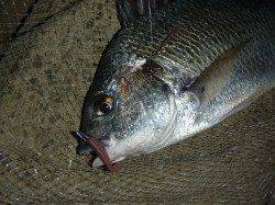 神戸港湾奥にてキビレ狙い、アタリが連発♪