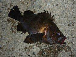 ライトワインドでメバルにガシラにシーバス！