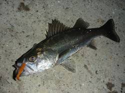 ライトワインドでメバルにガシラにシーバス！…