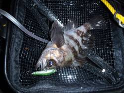 プラッキングオンリーでアフターメバル、ええ…