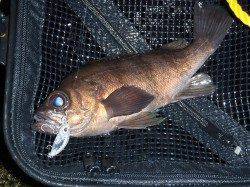 プラッキングオンリーでアフターメバル、ええ感じです♪