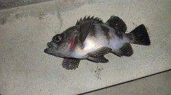 カサゴ狙いで舞洲へ〜独特なアタリでメバルが♪