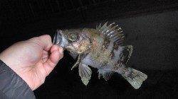 カサゴ狙いで舞洲へ〜独特なアタリでメバルが♪