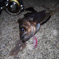 大阪湾奥メバリング楽しめそうです♪