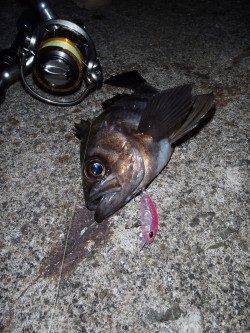 大阪湾奥メバリング楽しめそうです♪