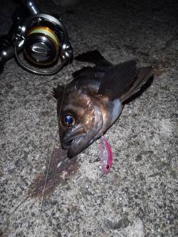 大阪湾奥メバリング楽しめそうです♪