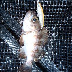 大阪湾奥メバリング楽しめそうです♪