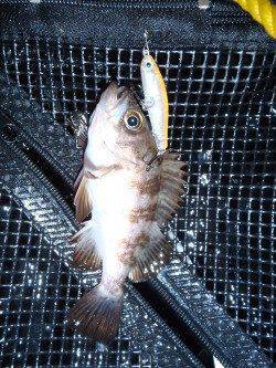 大阪湾奥メバリング楽しめそうです♪