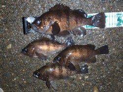 田尻漁港周辺ランガン、春も目の前メバルの活性上がってます！