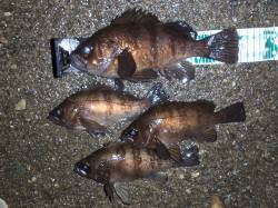 田尻漁港周辺ランガン、春も目の前メバルの活…