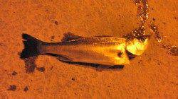 根魚狙いで舞洲へ・・・ボウズ逃れでシーバス