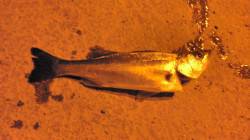 根魚狙いで舞洲へ・・・ボウズ逃れでシーバス…