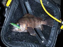 貝塚でメバリング〜春到来、潮悪くても顔見ら…