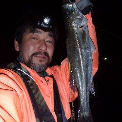 貝塚プラッキング釣行、メバルタックルで50upのシーバスも♪