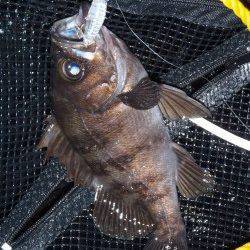 貝塚プラッキング釣行、メバルタックルで50upのシーバスも♪