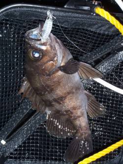 貝塚プラッキング釣行、メバルタックルで50…