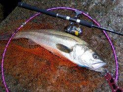 栖原でシーバスルアーゲーム、バイブで見事GET！