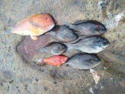 周参見の磯でグレの釣果