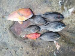 周参見の磯でグレの釣果
