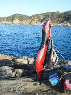 周参見の磯でグレの釣果