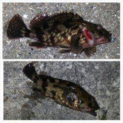 暖かくなりチニングへ・・・良型ラインブレイク