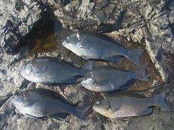 喰わせグレケイムラで3連グレ！串本・樫野