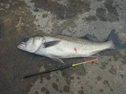 貝塚でエビ撒きウキ釣り、良型のハネをキャッ…