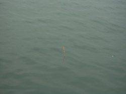 貝塚でエビ撒きウキ釣り、良型のハネをキャッチ