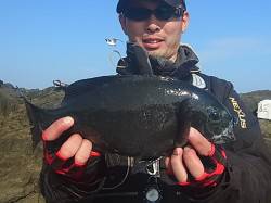 喰わせグレケイムラで3連グレ！串本・樫野