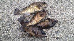 深日港周辺メバリング、上顎バッチリフッキング