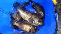 深日港周辺メバリング、上顎バッチリフッキング