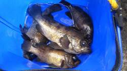 深日港周辺メバリング、上顎バッチリフッキン…