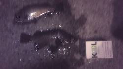 谷川漁港周辺メバリング、潮の当たるブレイク…