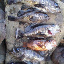 谷川漁港周辺メバリング〜デッドスローとフォールでヒット