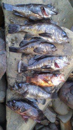 谷川漁港周辺メバリング〜デッドスローとフォールでヒット