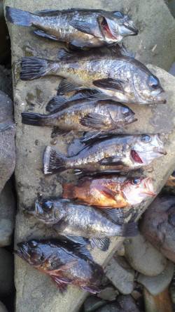 谷川漁港周辺メバリング〜デッドスローとフォ…