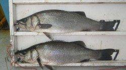 白浜富田川河口でヒラスズキ！ 69cm&69.5cm