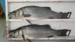 白浜富田川河口でヒラスズキ！ 69cm&a…