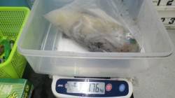 伊古木にてヤエン釣り、19〜21時で4ハイ…