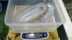 椿の地磯のエギングで1.57kgのアオリイカ