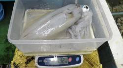 椿の地磯のエギングで1.57kgのアオリイ…