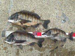 大阪南港にてフカセでチヌ釣り〜乗っ込み本番はもう少し先