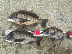 大阪南港にてフカセでチヌ釣り〜乗っ込み本番…