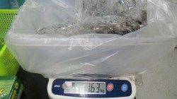 江住ヤエンでアオリイカ〜1.63kg計６杯「ヤッター！！」