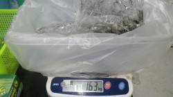 江住ヤエンでアオリイカ〜1.63kg計６杯…