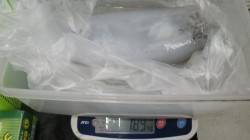 白浜町市江にてヤエン釣り〜アオリイカ1.8…