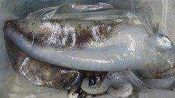 椿の地磯でアオリイカ〜1.9kg3バイ【1日ヤエン釣果】