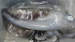 椿の地磯でアオリイカ〜1.9kg3バイ【1…